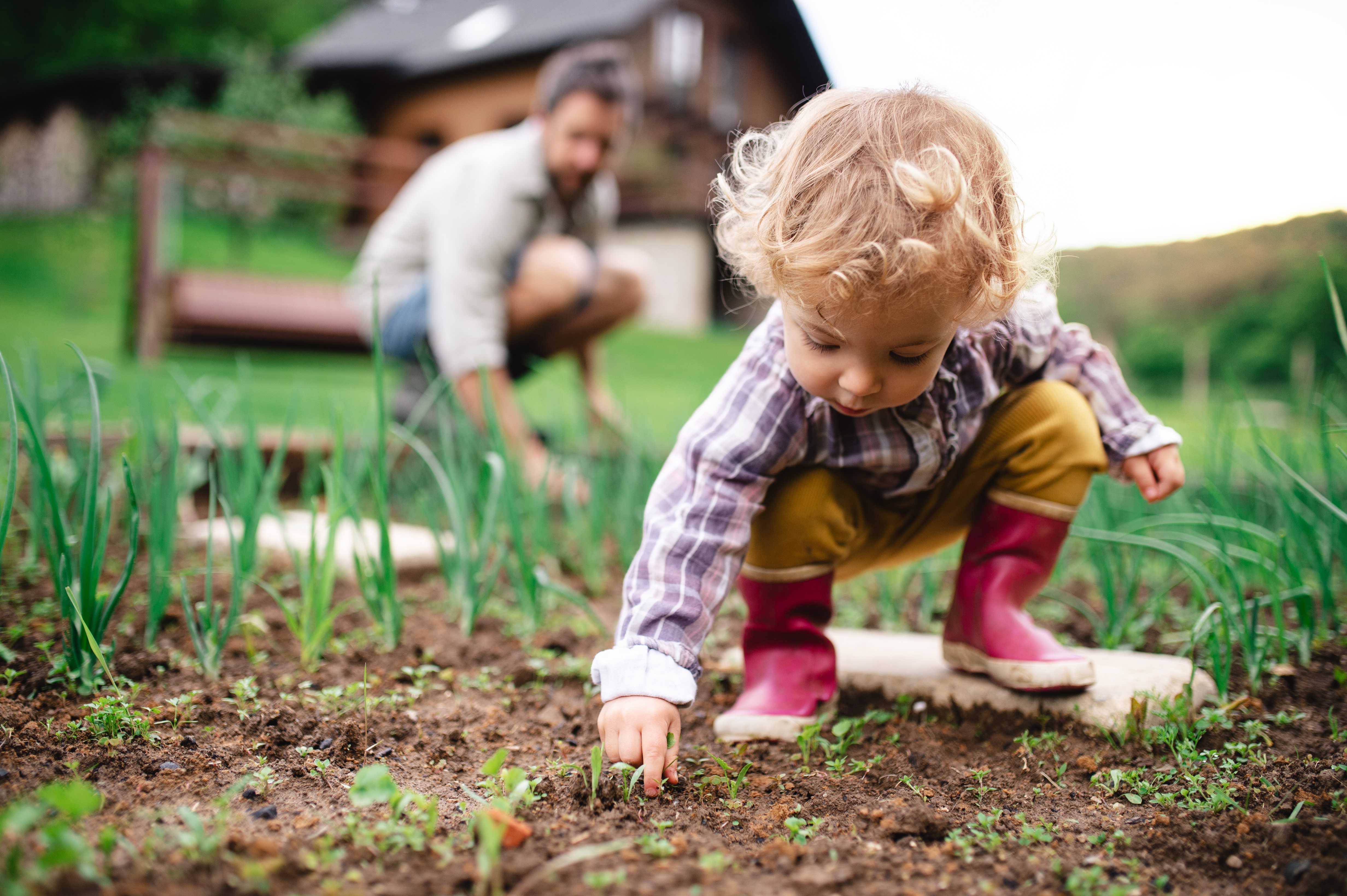 A young child with curly hair and red boots tends to plants in a garden with his father crouched nearby in the background.